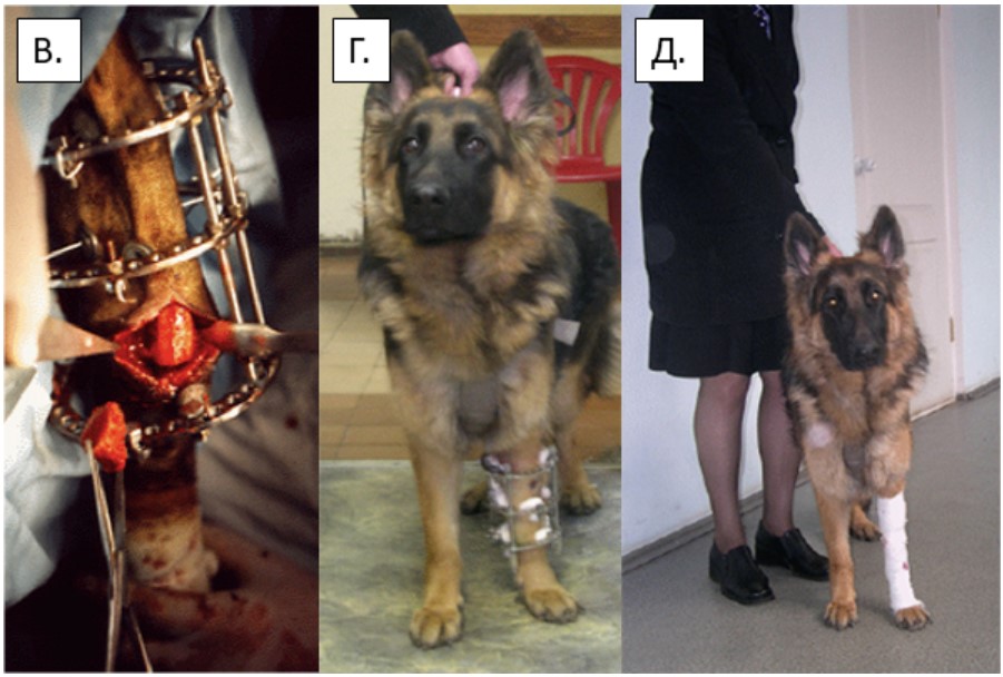 Современные методы коррекции деформации костей предплечья у собак