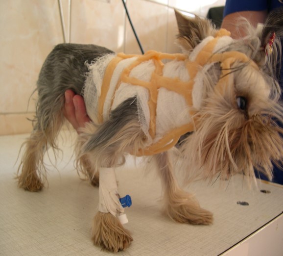 Особенности стабилизации шейного отдела позвоночного столба собаки: симптомы, диагностика и лечение