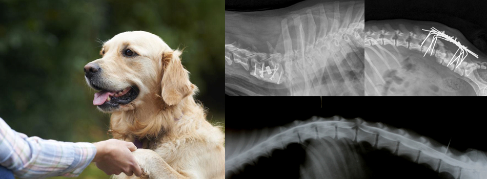 Компрессионные межкишечные круговые анастомозы у собак: особенности, лечение и последствия