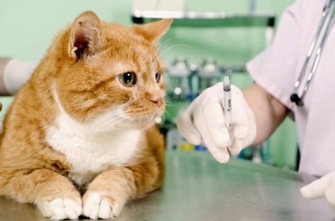 Вирусные заболевания кошек симптомы лечение